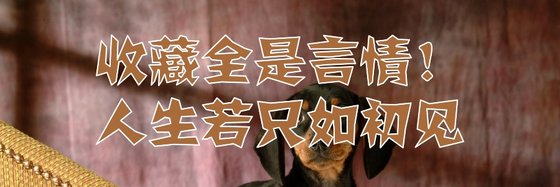 收藏全是言情！人生若只如初見